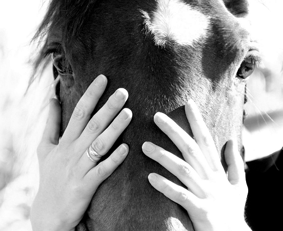 Ethique communication animale